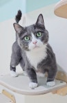 청담고양이
