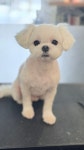 멍멍이미용실