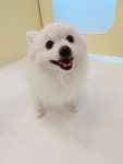 애견호텔 바크팰리스