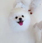 애견호텔 바크팰리스