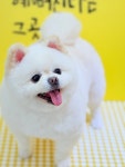 슈크림애견미용실&애견호텔