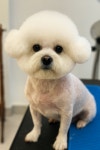 몽대디강아지미용실