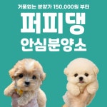 청주강아지분양 고양이분양 퍼피댕 안심입양분양소 청주점