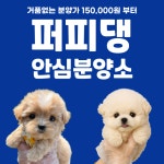 대전 강아지분양 고양이분양 퍼피댕 안심분양소 대전본점