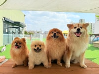 멍카데미&도그베이 애견유치원 애견호텔 애견훈련 애견카페