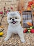 단아펫