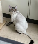 고양이무마취미용 고냥이