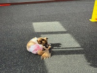 해피웰바우 애견 강아지 유치원