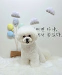 강아지미용실_편안
