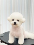 브라운펫살롱