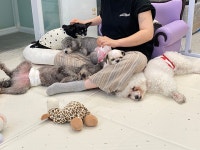 애견호텔고봉이네놀이방