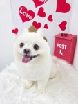 큐티몽