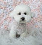 새침하개멍 애견미용