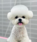 미코그루밍