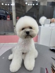 수수하개