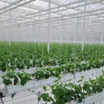 버니앤포니 농장