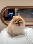 그루밍하우스