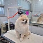 시시푸