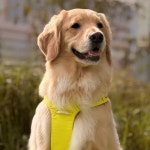 멍스테이 애견미용 애견호텔 수원점