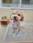 시시푸