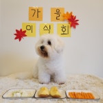 몽블리 펫샵