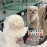 퍼피랩 강아지분양 고양이분양 전주본점