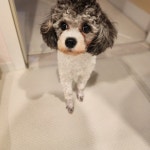 멍그니엘 애견호텔 서울강동점