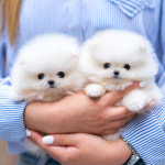 유앤미펫 강아지분양 고양이분양 시흥점