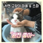 부산고양이미용 애옹이발소