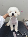 캉스펫