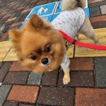 멍그니엘 애견호텔 서울강동점