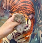 로던트클럽 수원점