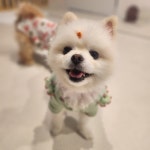 멍그니엘 애견호텔 서울강동점