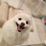 멍그니엘 애견호텔 서울강동점