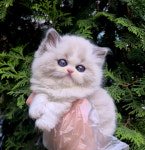 수원고양이분양 드림캣 안심분양센터