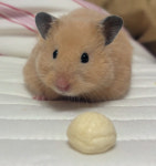 로던트클럽 수원점