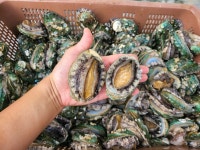 서울수산 민물장어