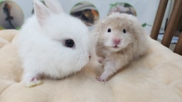 예뻐,영&포켓쥬