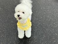 댕겨와유 애견유치원&호텔