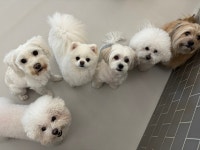 은퇴한수의사의저택