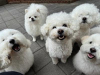 은퇴한수의사의저택