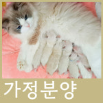 동탄강아지 고양이 펫아미