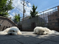 은퇴한수의사의저택