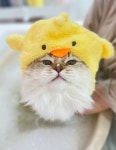 창원고양이미용 무냥무냥 상남점