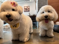 은퇴한수의사의저택