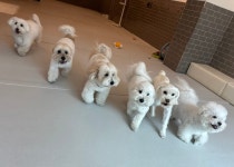 은퇴한수의사의저택