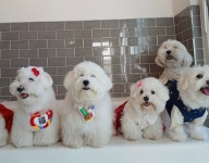 은퇴한수의사의저택