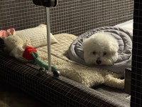 은퇴한수의사의저택