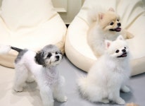 서면애견미용 호텔24시상주 유독