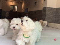 은퇴한수의사의저택